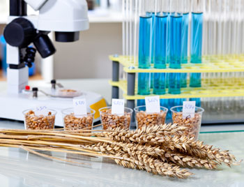 Wheat samples are used in a lab to explore alternative fuel sources