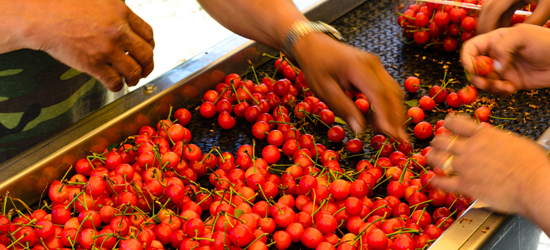 Sorting Yakima Valley cherries after harvest