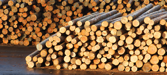 Logs awaiting milling to make lumber