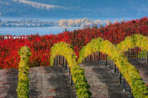 Vineyard rows in the fall