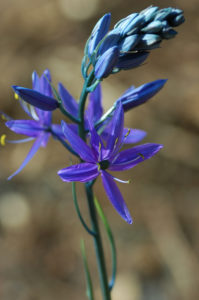 Blue starry flower