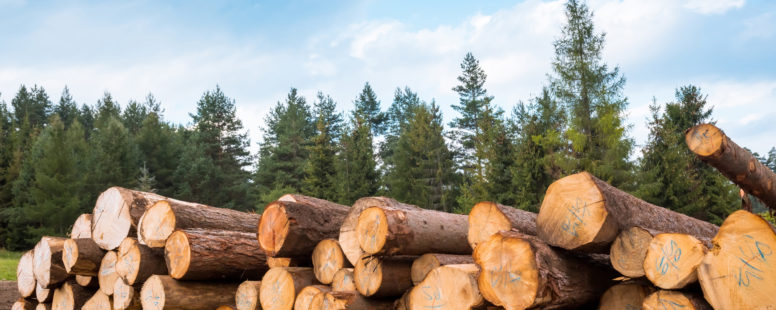 log yard with milled pine trees