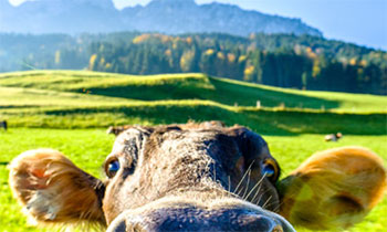 Cow in a green Washington pasture