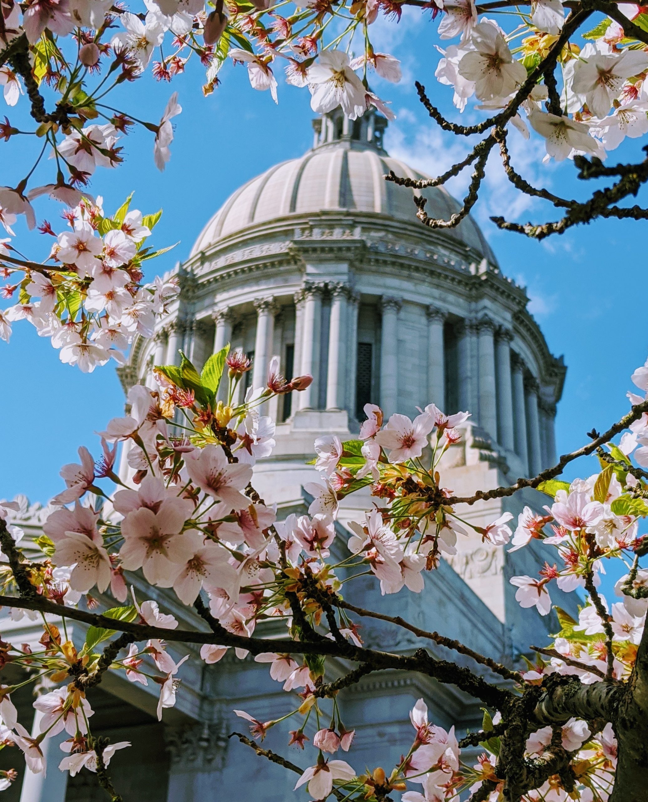 Capitol Building with Cherry Blossoms