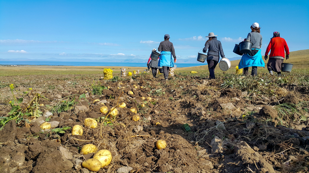 Agricultural workers in field picking potatoes