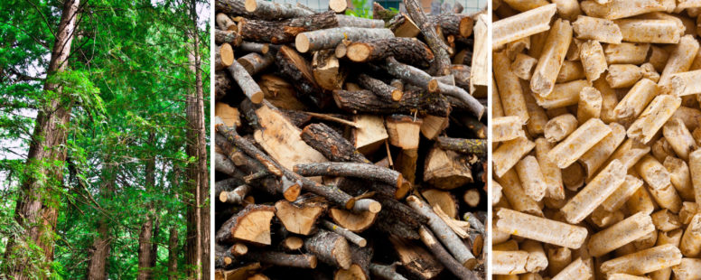 Various wood types in piles