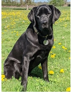 Yakima Courthouse Dog