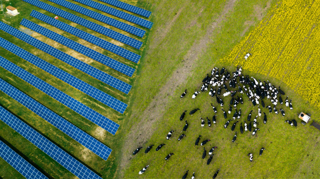 Isang kawan ng mga baka na nangangakong malapit sa isang solar power plant