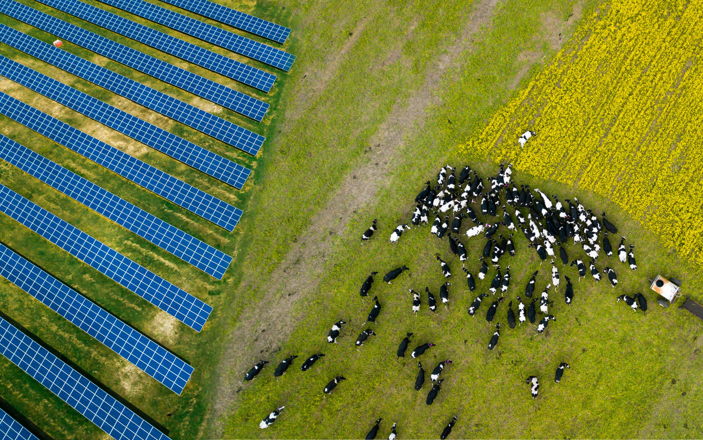 A herd of cows grazing near a solar power plant