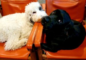 Dave and Noodle, Trisha Smith's Dogs