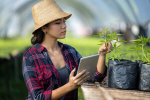 Picture of woman in cannabis farm