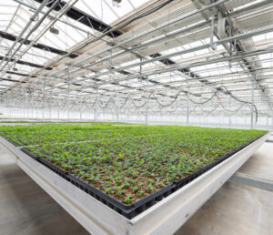 Photo of plants in a greenhouse at Qualterra industrial symbiosis project in Cheney WA